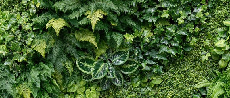 Dense vertical living wall covered in layered tropical foliage