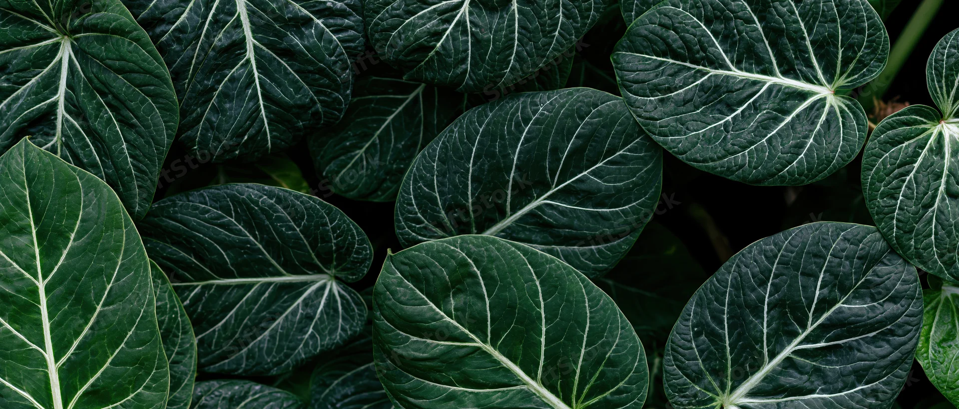 Dense arrangement of large tropical leaves filling the frame as a natural wall of green foliage
