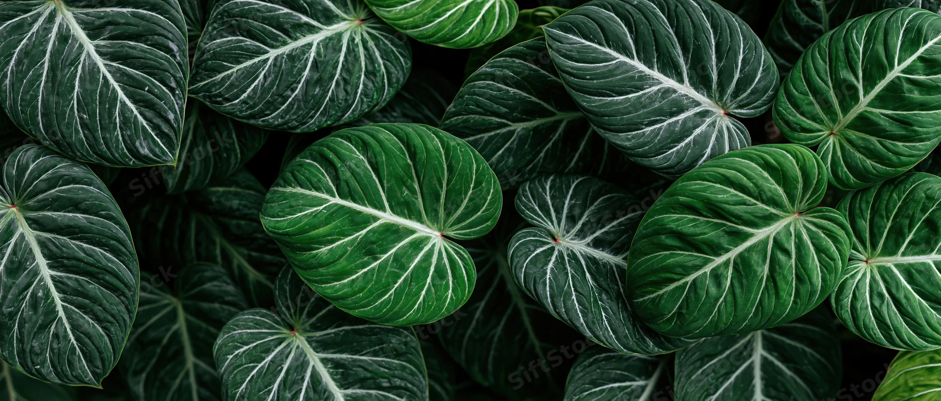 Dense arrangement of large tropical leaves filling the frame