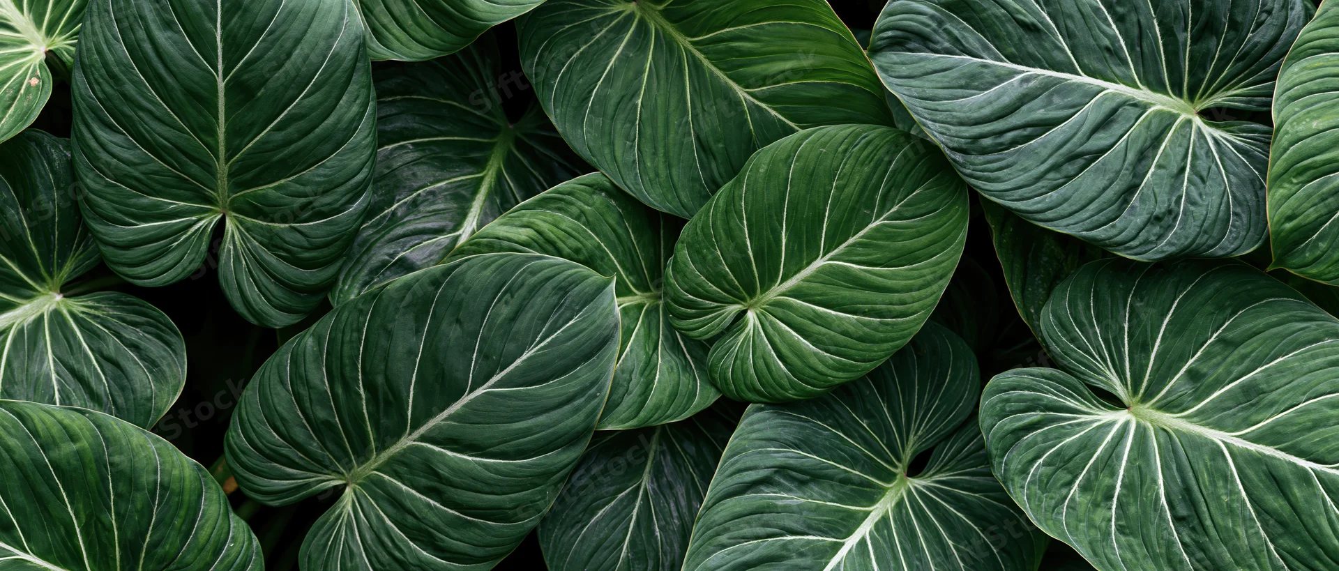 Dense arrangement of large tropical leaves filling the frame