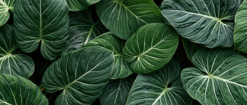 Dense arrangement of large tropical leaves filling the frame