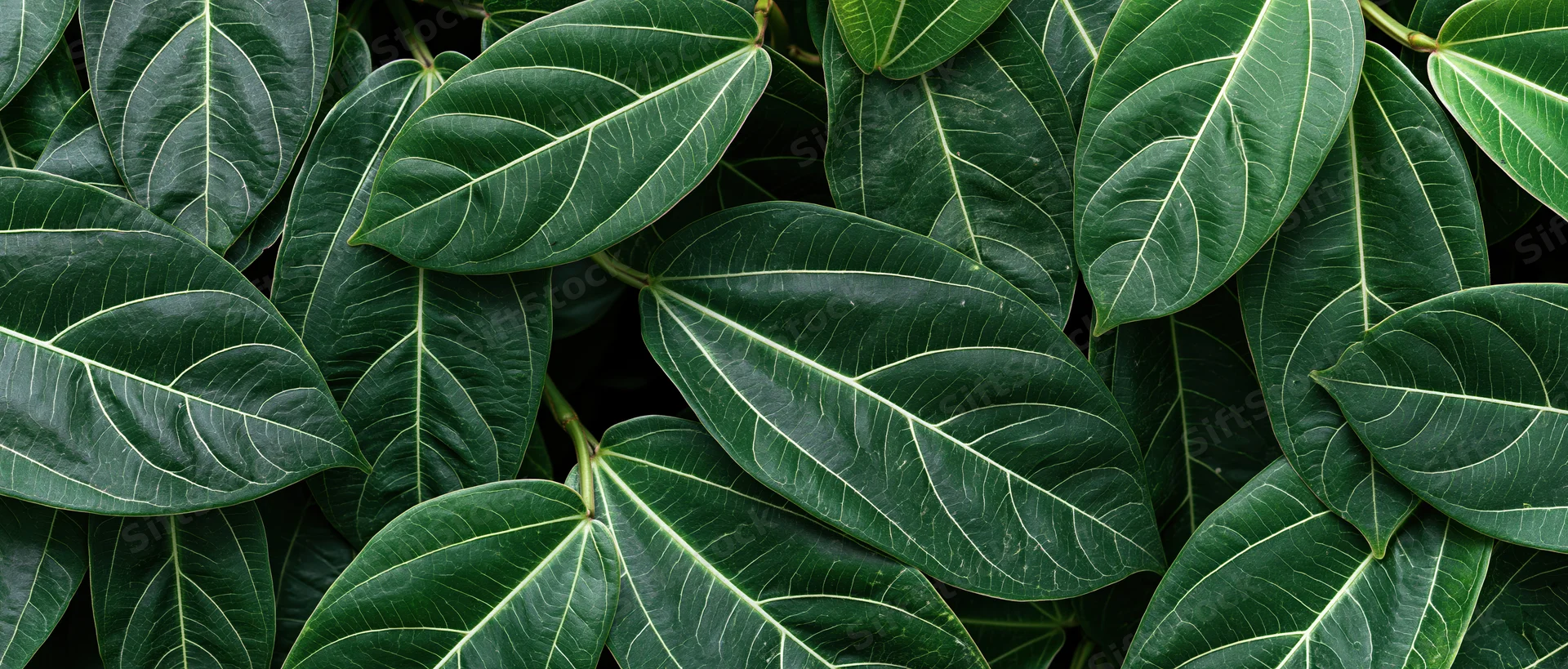 Dense arrangement of large tropical leaves filling the frame