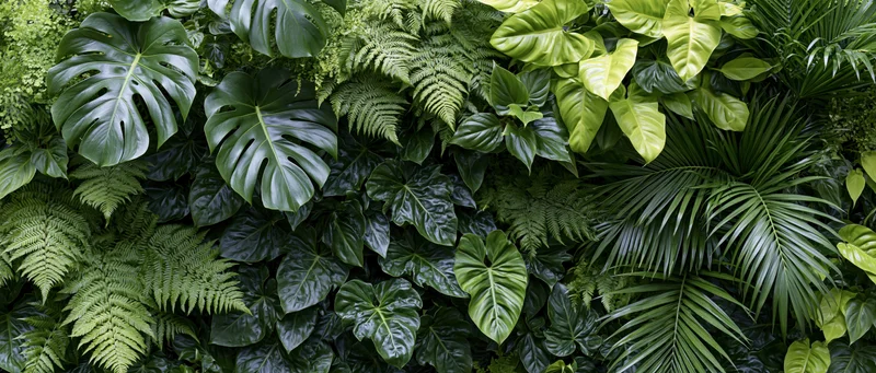 Dense wall of mixed tropical foliage filling the frame