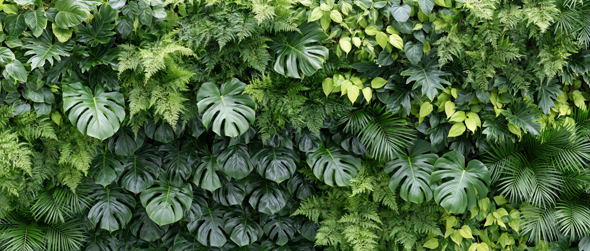 Dense wall of mixed tropical foliage filling the frame