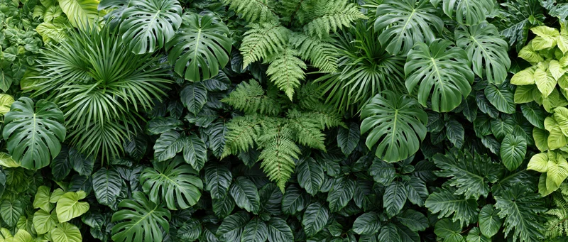 Dense wall of mixed tropical foliage filling the frame