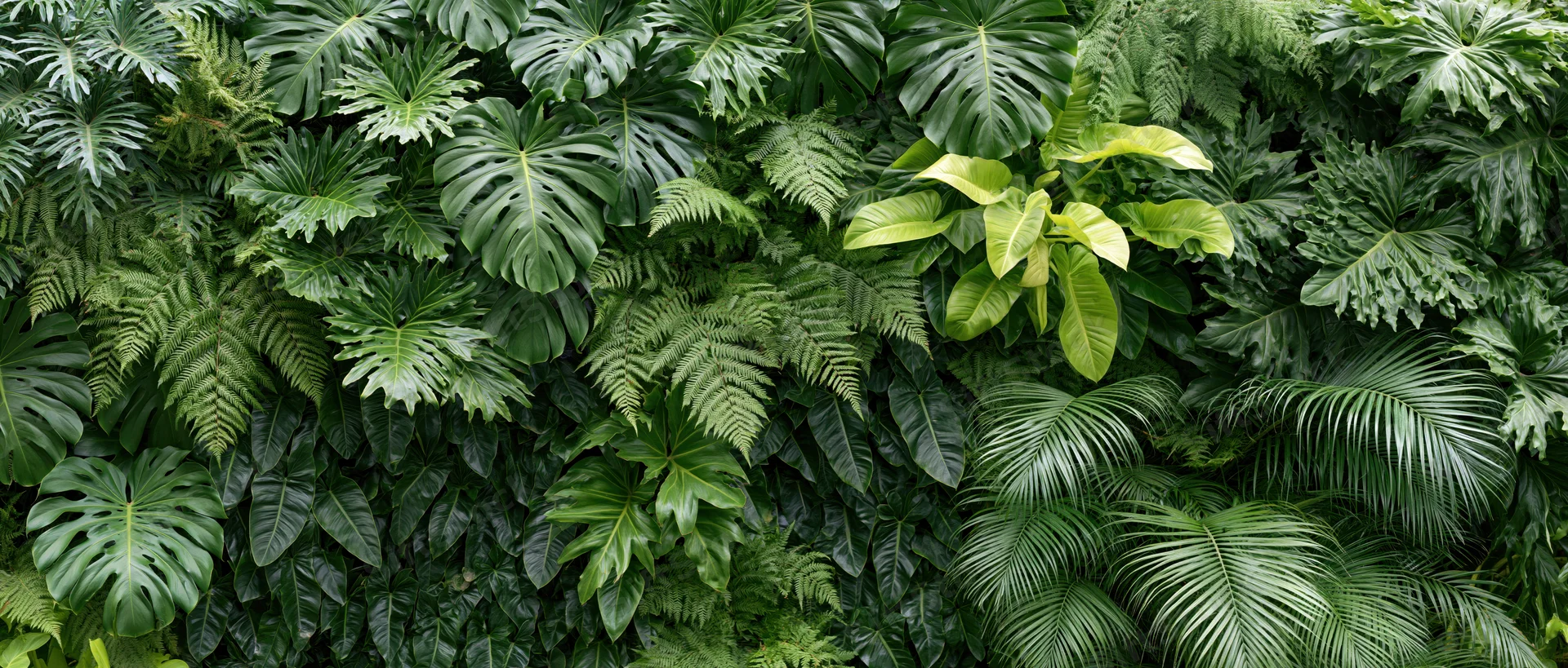 Dense wall of mixed tropical foliage filling the frame