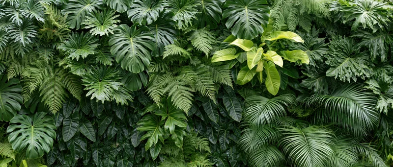 Dense wall of mixed tropical foliage filling the frame