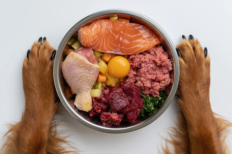 Dog paws framing a stainless steel bowl filled with raw food including salmon, chicken, beef, egg and vegetables