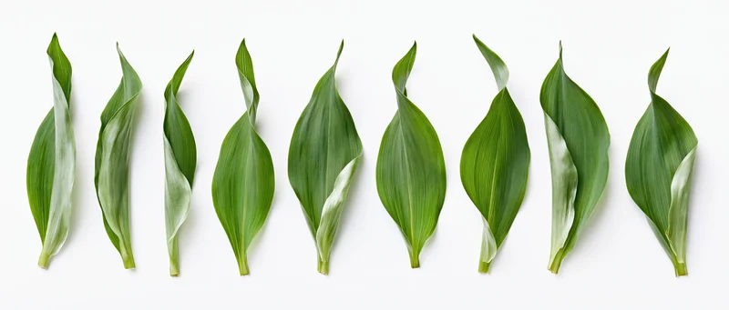 Eight green lily of the valley leaves arranged in a row on a white background