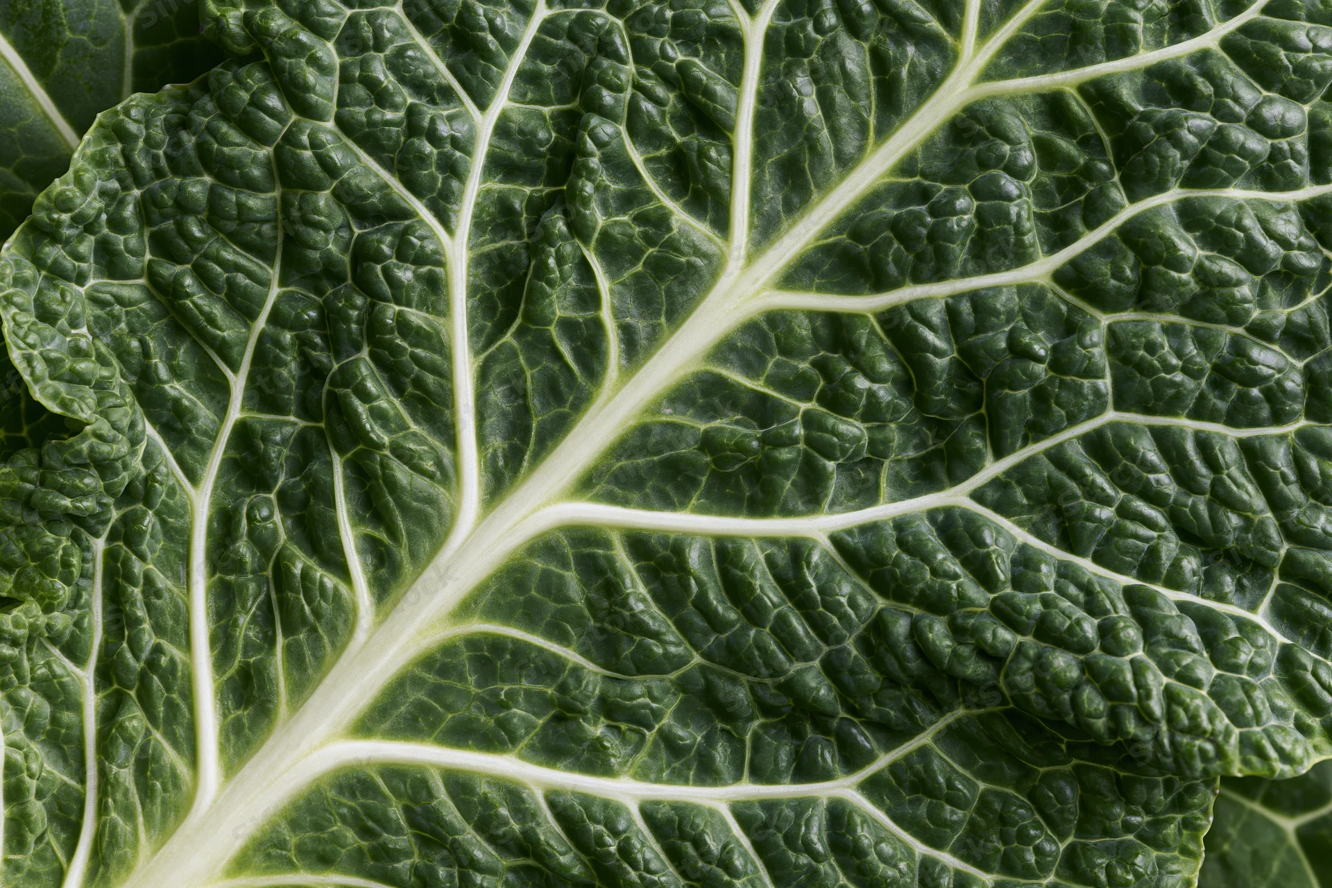 Close-up of a kale leaf showing detailed veins and textured surface