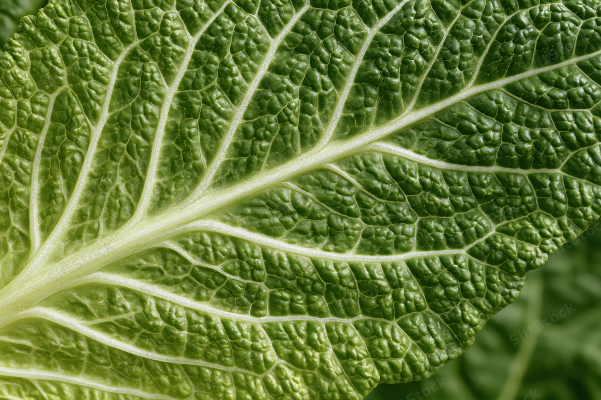 Close-up of a green cabbage leaf showing detailed veins and texture