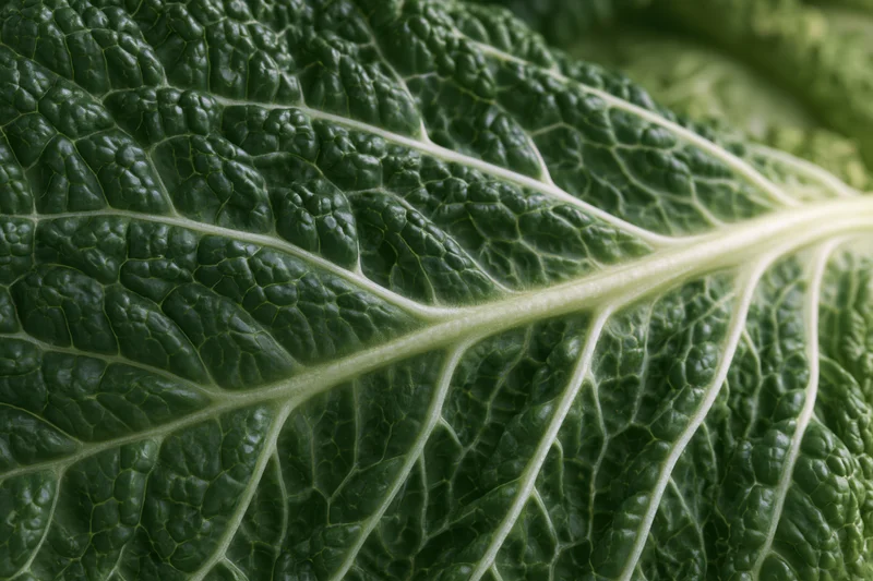 Close-up of a green cabbage leaf showing detailed veins and texture