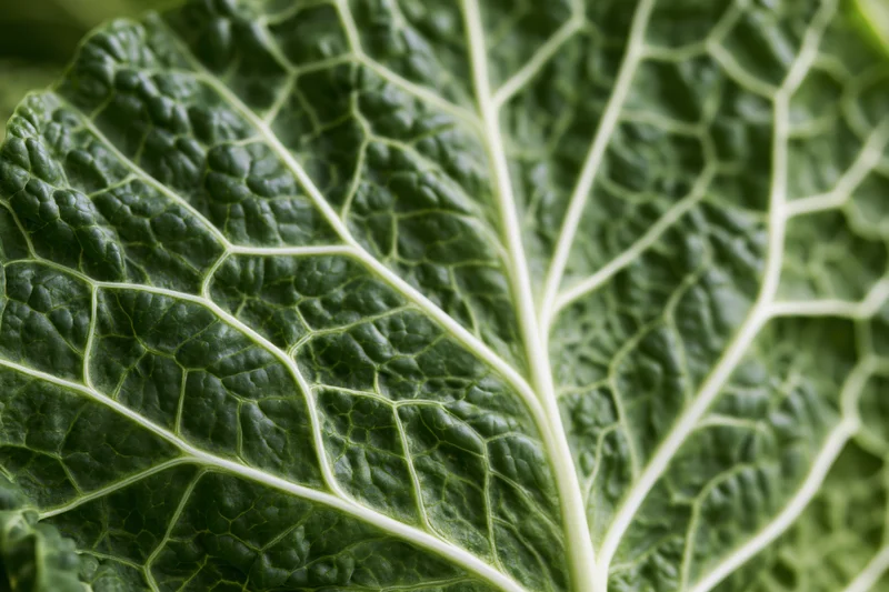 Close-up of a green leaf showing detailed veins and texture