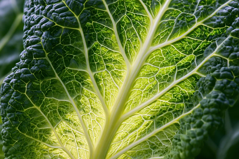 Close-up of a savoy cabbage leaf showing detailed veins and textured surface