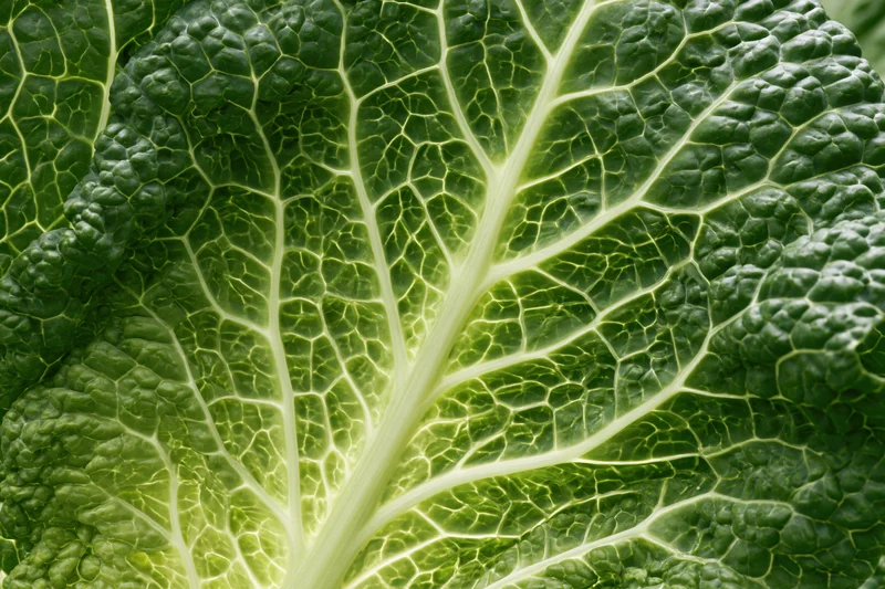 Extreme close-up of a savoy cabbage leaf showing detailed veins and textured surface