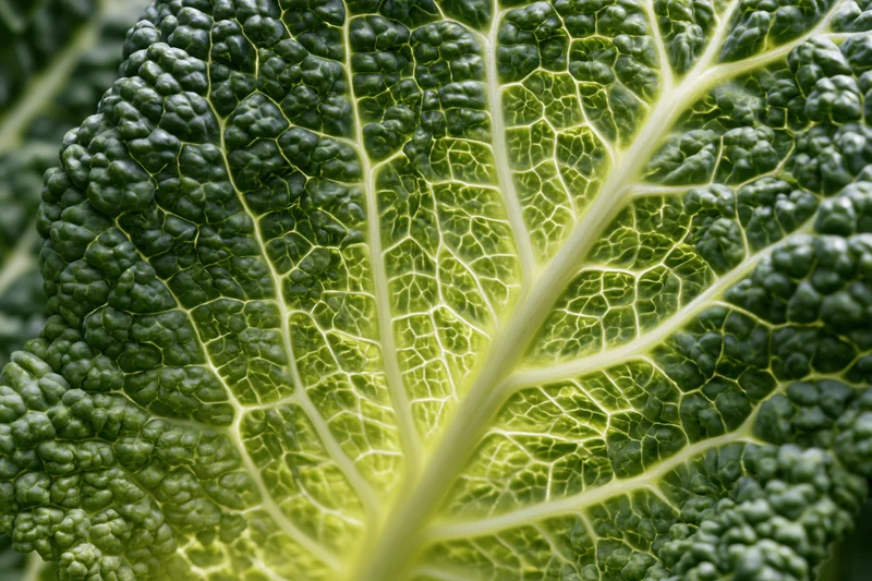 Extreme close-up of a savoy cabbage leaf showing detailed veins and textured surface