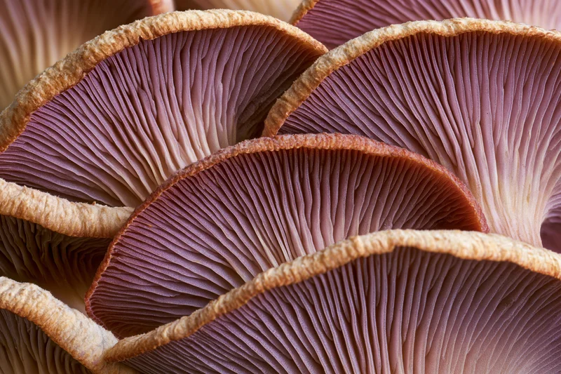 Overlapping mushroom caps viewed from below showing gills and textured undersides