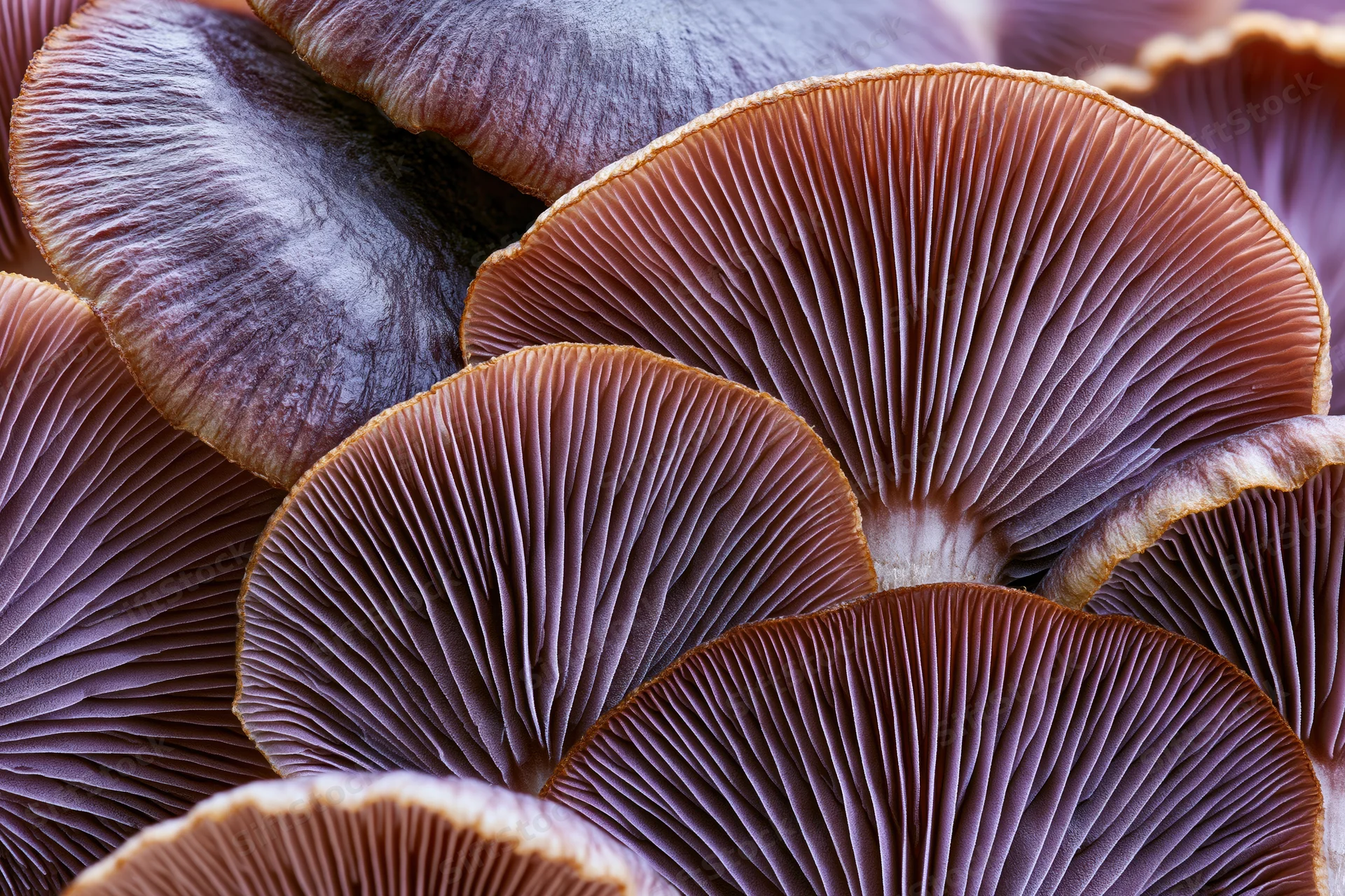 Underside of overlapping mushroom caps showing detailed gills in close-up view