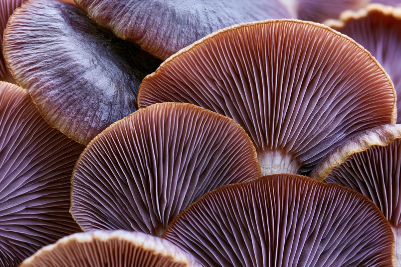 Underside of overlapping mushroom caps showing detailed gills in close-up view