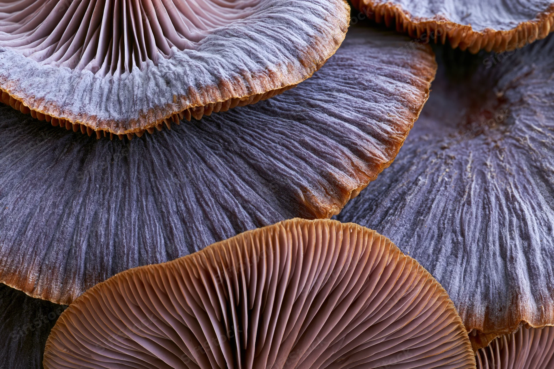 Overlapping mushroom caps viewed from below showing gills and textured surfaces