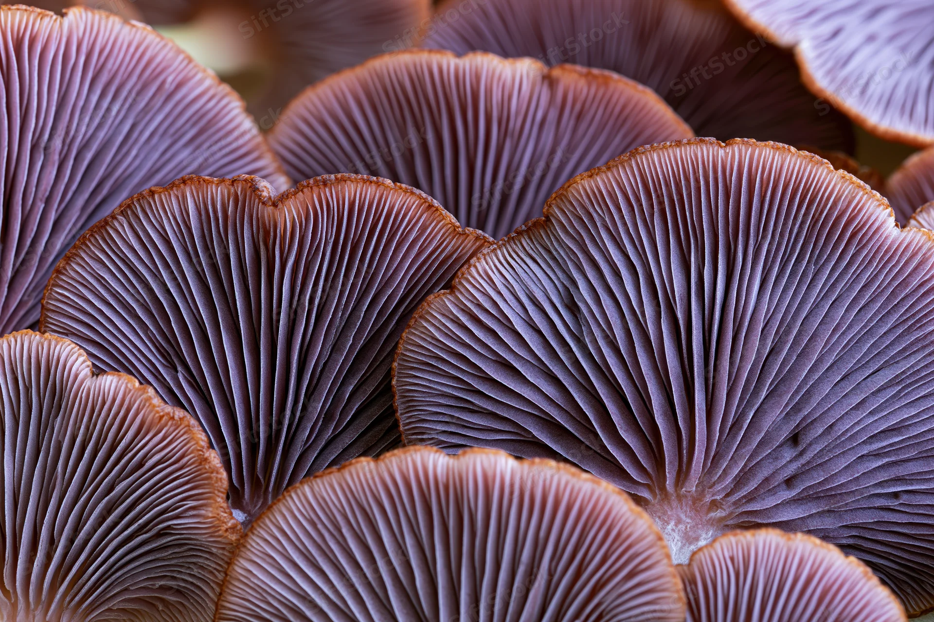 Closeup of overlapping mushroom caps showing gills from below in a forest setting