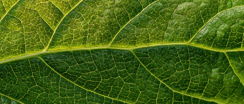 Extreme macro view of a green leaf surface showing detailed vein patterns and texture