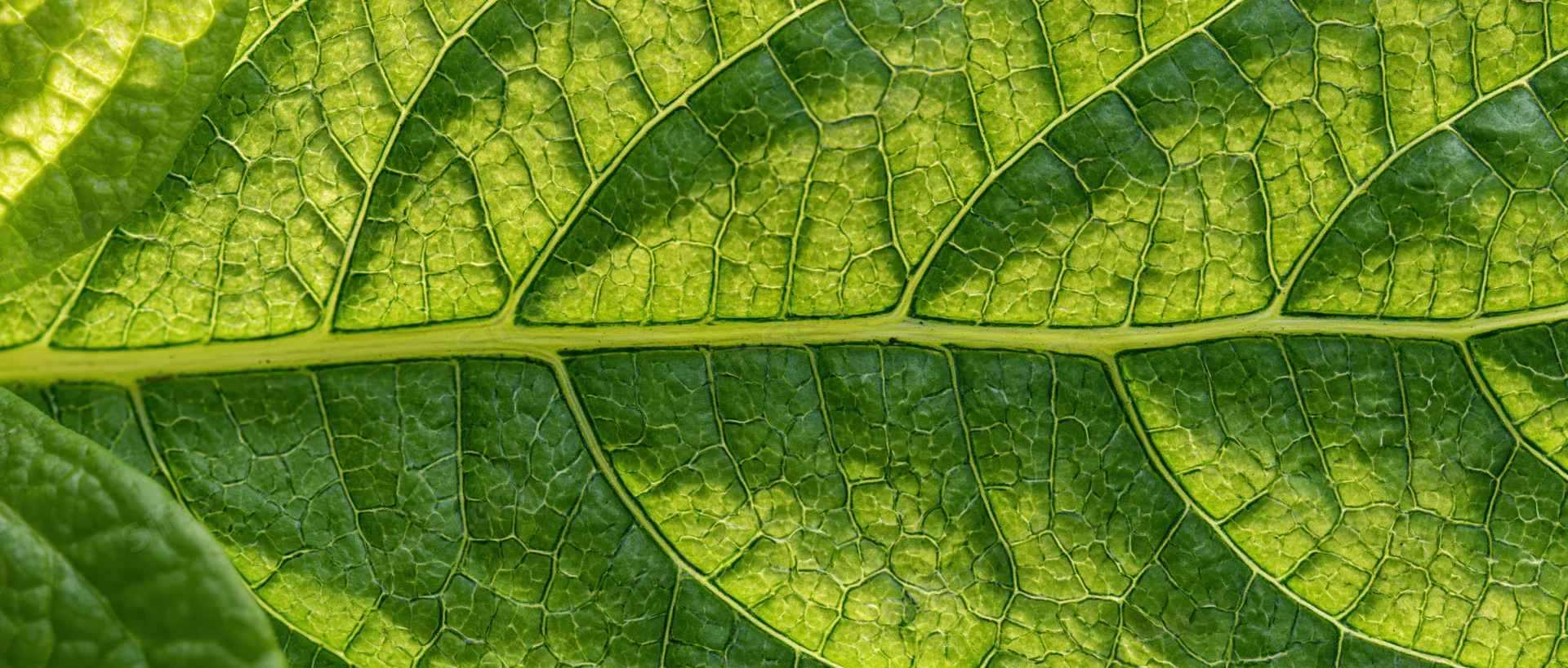 Extreme macro view of overlapping green leaves showing detailed vein patterns and textures