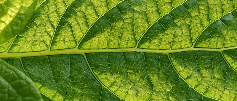 Extreme macro view of overlapping green leaves showing detailed vein patterns and textures
