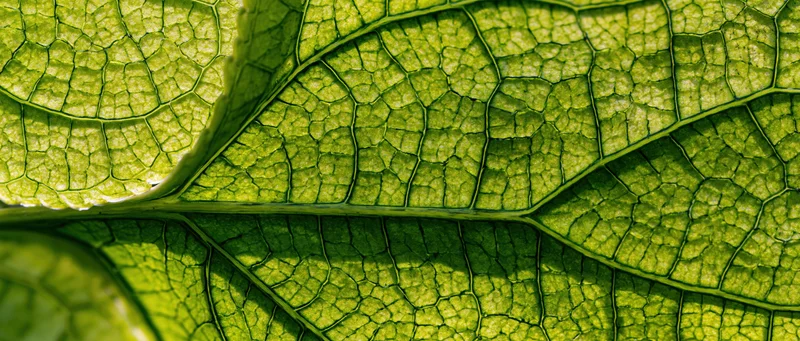 Extreme macro view of overlapping green leaves showing detailed vein patterns and natural texture