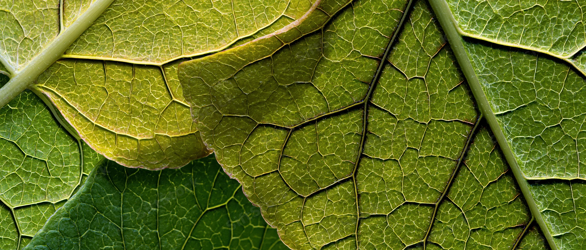 Overlapping green leaves in extreme macro closeup showing detailed veins and natural texture