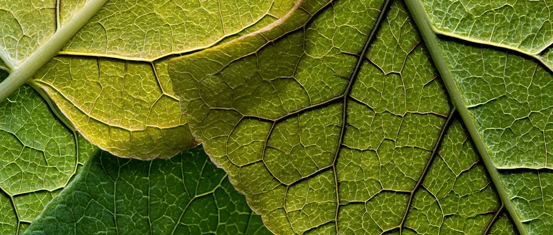 Overlapping green leaves in extreme macro closeup showing detailed veins and natural texture