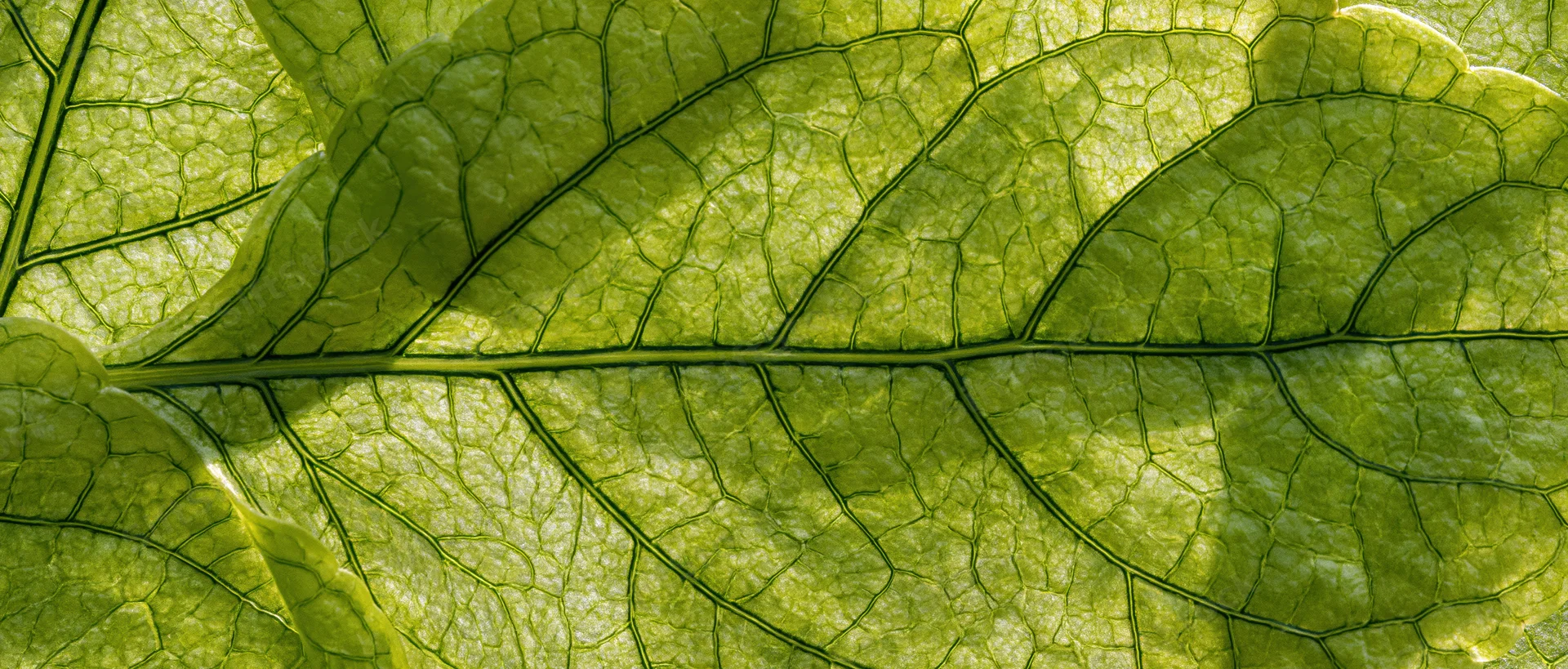 Overlapping green leaves in extreme macro view showing detailed vein patterns and translucent texture