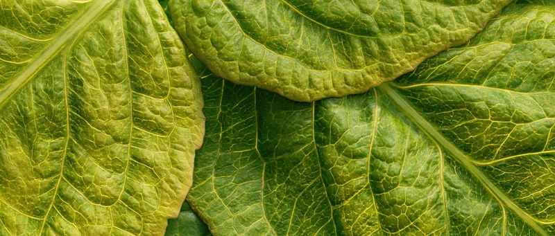Overlapping green leaves in extreme macro closeup showing detailed veins and natural texture