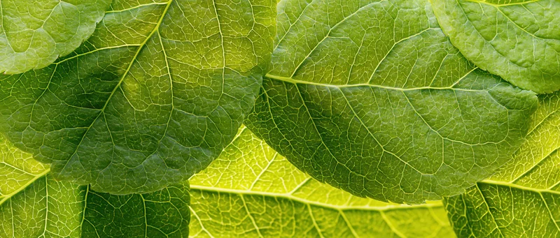 Overlapping green leaves in extreme macro closeup showing detailed veins and textures