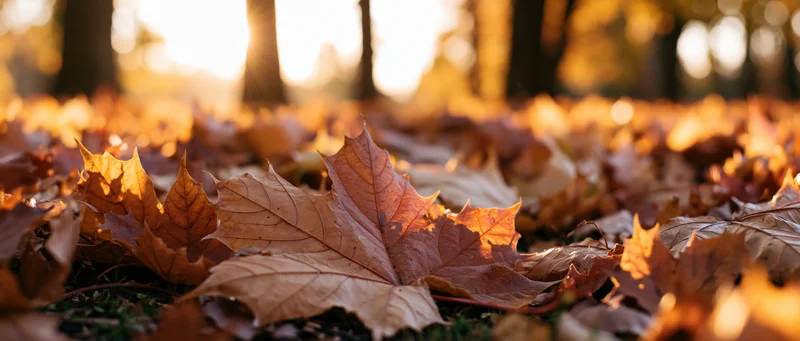 Fallen maple leaves carpeting park floor in golden sunlight at low angle