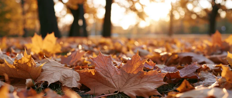 Fallen maple leaves covering park ground in autumn sunlight