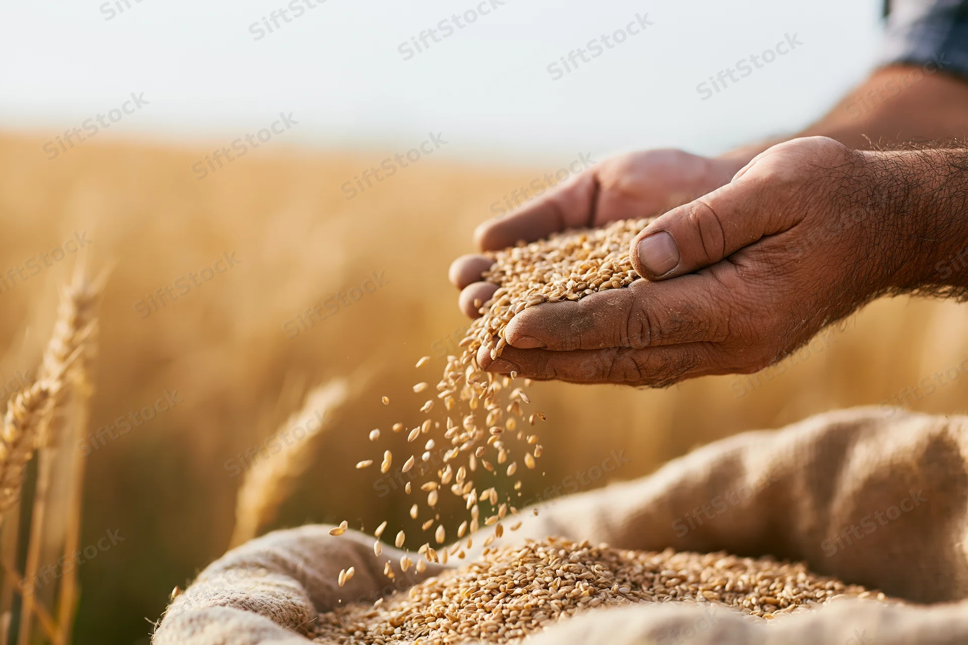 Weathered hands pouring wheat grains into a burlap sack in a golden field