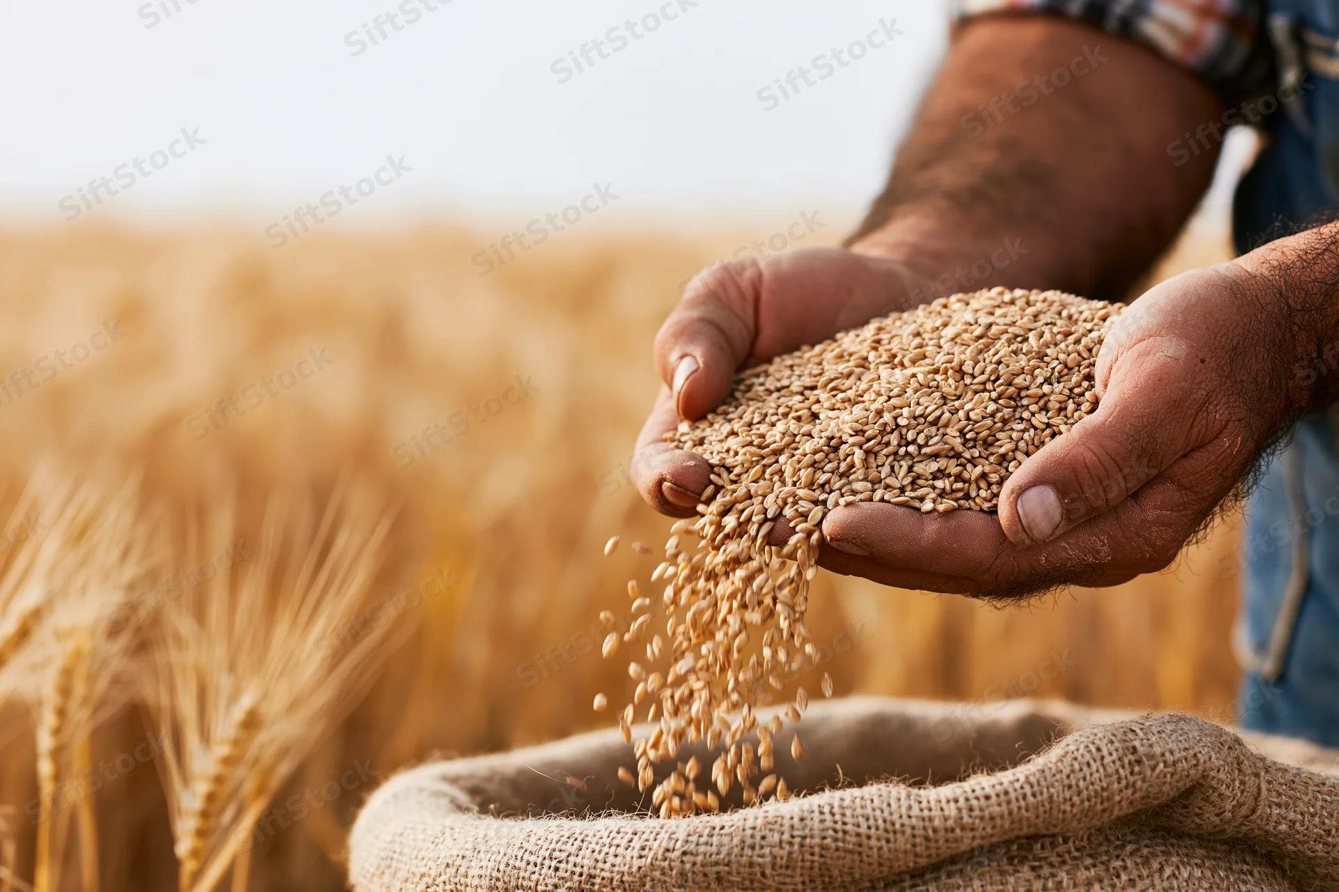 Farmer’s hands pouring wheat grains into a burlap sack in a golden field