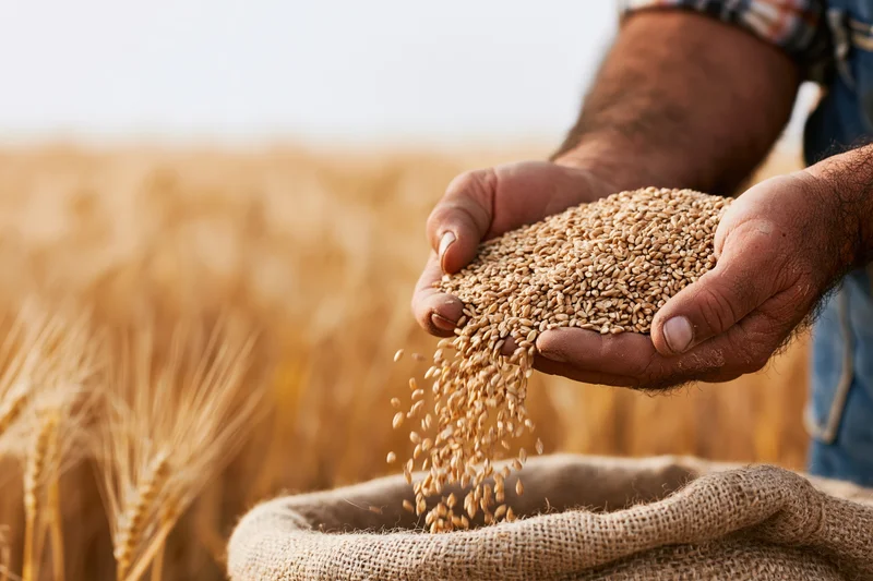 Farmer’s hands pouring wheat grains into a burlap sack in a golden field