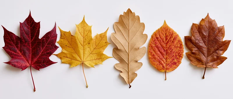 Five autumn leaves arranged in a horizontal row on a white background