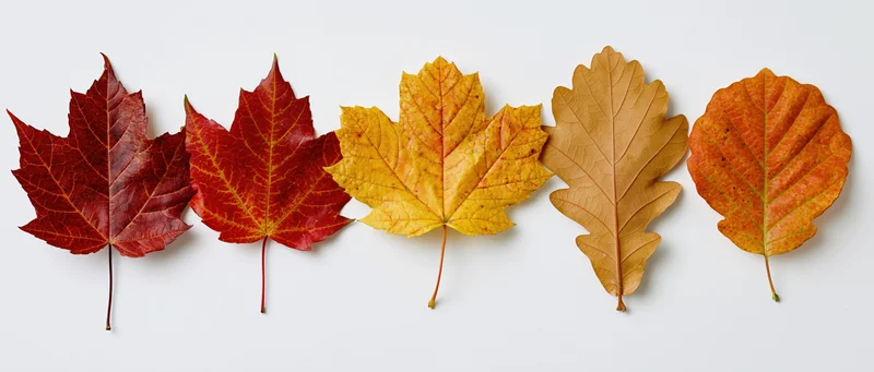 Five autumn leaves arranged in a horizontal row on a white background