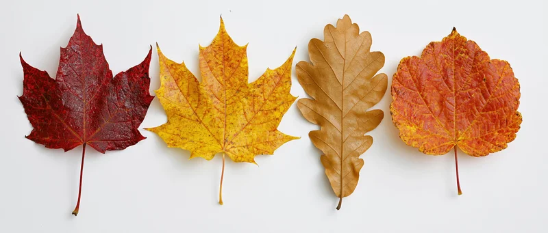 Four autumn leaves arranged in a horizontal row on a white background