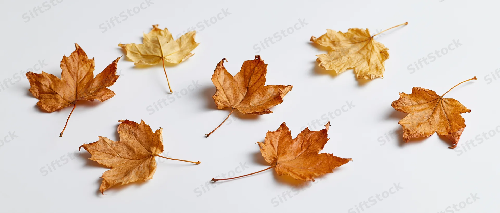 Dried maple leaves scattered on a white surface