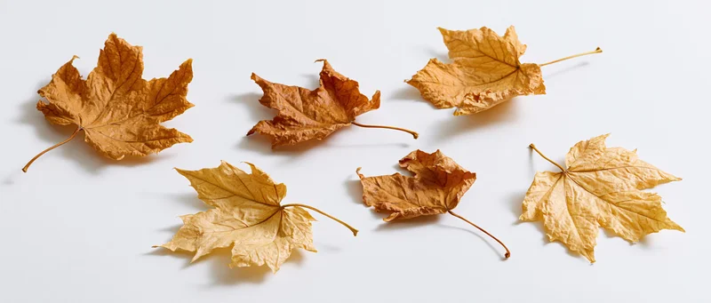 Dried maple leaves scattered across a white surface in a flat lay composition