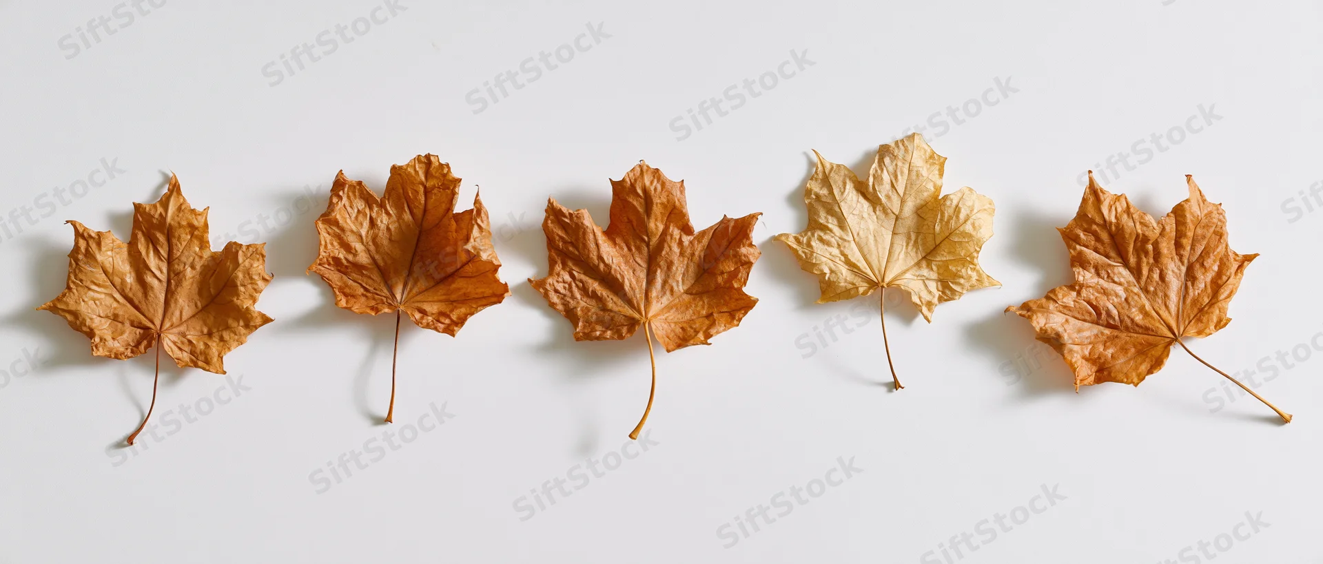 Five dried maple leaves arranged in a row on a white surface