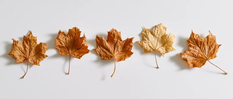 Five dried maple leaves arranged in a row on a white surface