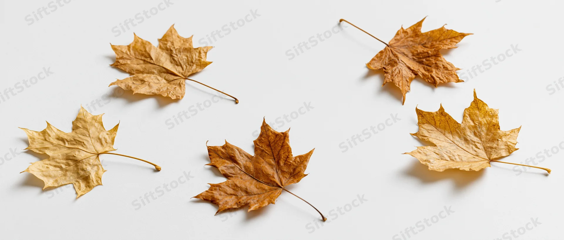 Five dried maple leaves scattered across a white surface in a flat lay composition