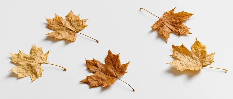 Five dried maple leaves scattered across a white surface in a flat lay composition