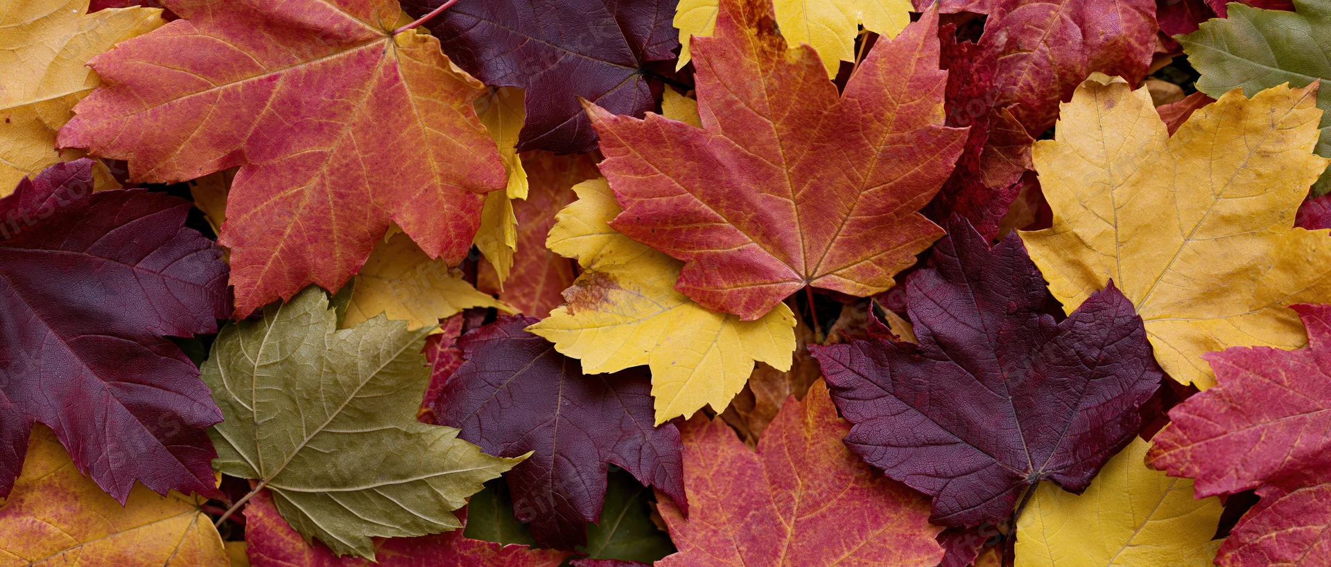 Overhead view of densely packed autumn maple leaves in red, yellow, orange, and purple hues covering the ground