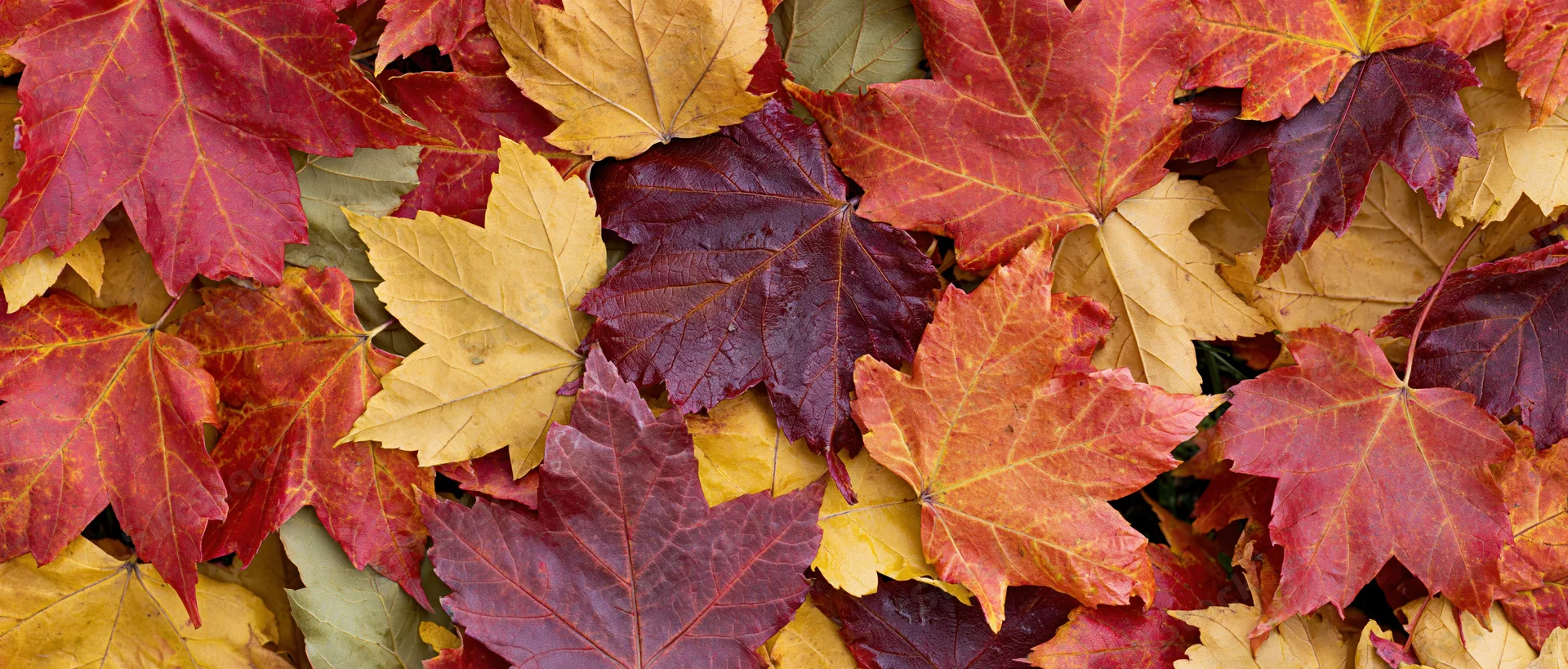 Fallen maple leaves densely covering the ground in autumn colors